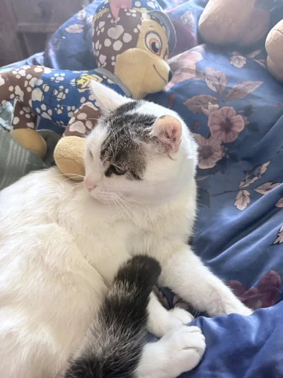 zssrauamaiw - #przegryw #pokazkota ciekawe czy mi w końcu kiedyś powie co on niby tak...