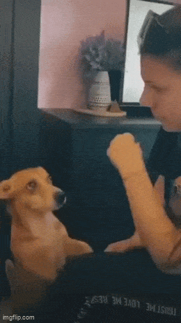 wfyokyga - Nie krzycz na piesiu, kochaj piesiu