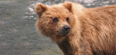 dodi-lukebakio - #f1 #codziennyolliebearman

Yoohoo Ollie wrócił!