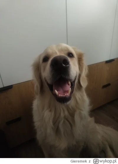 Gieremek - >Możesz mieć chociażby takiego psa jak po lewej

@LamajHarma: a no mogę, i...