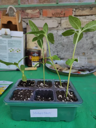 Krupier - @Krupier słoneczniki z rozsady posadziłem, z gruntu też już wystawiają łeb.