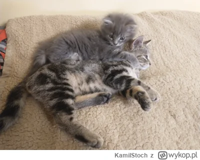 KamiIStoch - @Lujdziarski ja oddałem kicie do adopcji i nie mogę sobie tego wybaczyć