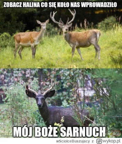 wSciolceBuszujacy - #heheszki