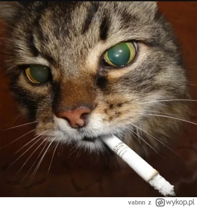 vabnn - idę właśnie do "pod dachowca" w poznaniu żeby nakryć moja kotkę co mnie zdrad...