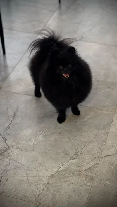 Foxing - >ale koty nie są wielkości psów

@Scybulko: Na zdjęciu prawdziwy morderca, w...