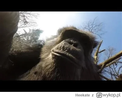 Heekate - POV: Jesteś szympansem, który strącił drona wysłanego do obserwacji przez l...