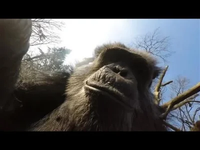 Heekate - POV: Jesteś szympansem, który strącił drona wysłanego do obserwacji przez l...