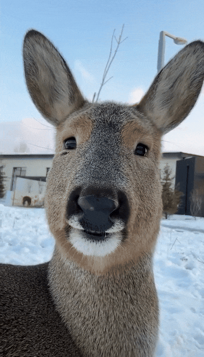 kicek3d - #zwierzaczki #smiesznypiesek #gif