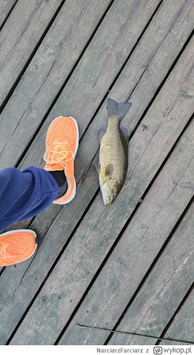 NarciarzFarciarz - Dziś wodne kasynko oddało, rekord smallmouth chyba

#wedkarstwo #s...