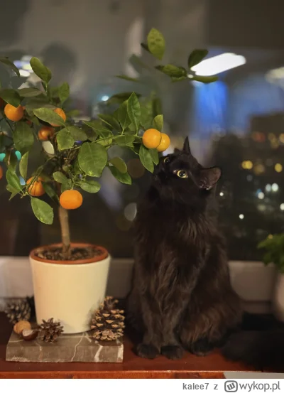 kalee7 - Mił ᶘᵒᴥᵒᶅ
#pokazkota #kitku