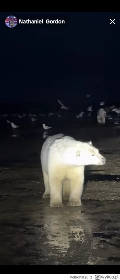 Poludnik20 - @Poludnik20: