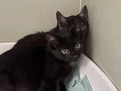 schroniskowekotki - @schroniskowekotki: