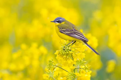 Lifelike - Pliszka żółta (Motacilla flava)
Głos
Autor
#photoexplorer #fotografia #orn...