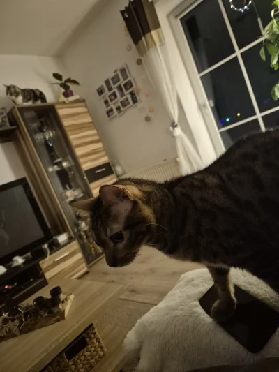 Lujdziarski - #pokazkota #dziarskikacperek Bero poleciał klasyczkiem, s--------a na s...