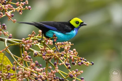 Lifelike - Tangarka zielonogłowa (Tangara chilensis)
Autor
#photoexplorer #fotografia...