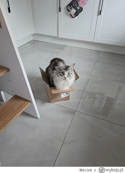 Meciek - Natury nie oszukasz

#pokazkota