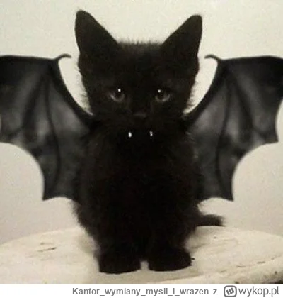 Kantorwymianymysliiwrazen - ¯\ᶘᵒᴥᵒᶅ/¯
#koty #smiesznekotki #dziwnekotki