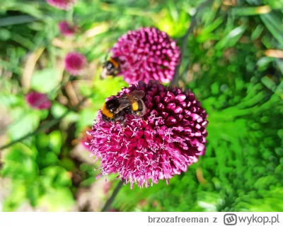 brzozafreeman - @brzozafreeman: czosnek ozdobny z dobrodziejem