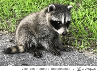 VigoVonHomburg_Deutschendorf - Przycup
#szopeknadzis