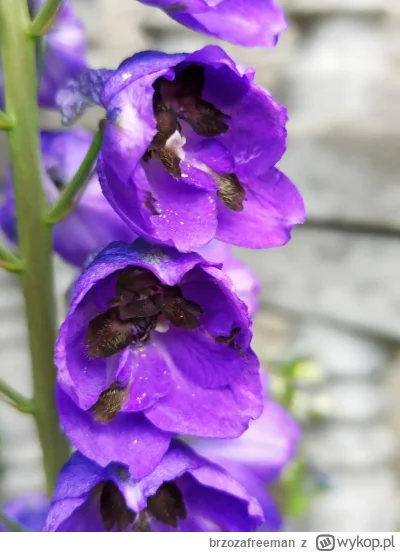 brzozafreeman - @moll: bylina 2-3 lata i zanika ale łatwo nasiona zebrać, mam jeszcze...