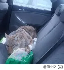 fff112 - @shiningsky: ale jaja miałem podobną sytuację ostatnio tylko pies trochę wię...