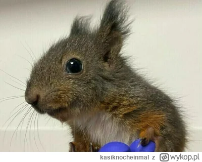 kasiknocheinmal - Są fundacje zajmujące się zwierzakami domowymi, są też takie, do kt...