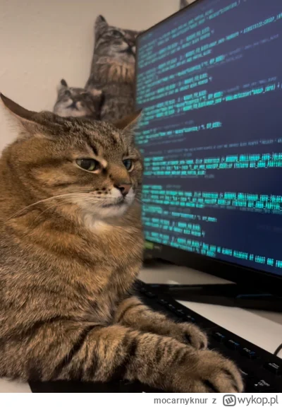 mocarnyknur - #kitku #koty #codziennystepan

Uwaga Stephan włamuje się na serwery wyp...