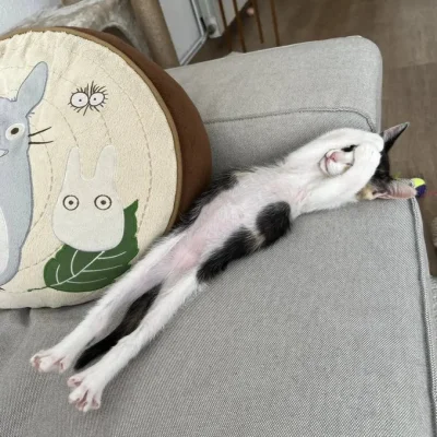 paczelok - Aaaaa #paczekot