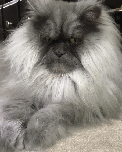 wfyokyga - Kiciu typu w------n