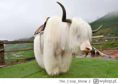 TheCzopShow - #diabelgrogaty