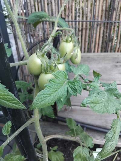 ciemnienie - Pomidorki und papryki mini. Pomidorki psikniete wczoraj wieczorem miedzi...