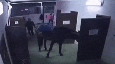 wfyokyga - aaaa wsciekes się koniu