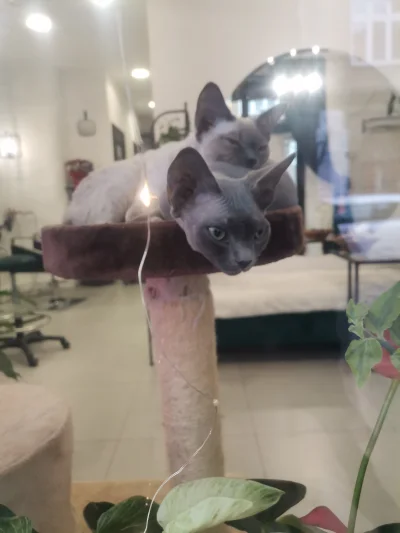 Hekate_1988 - #koteczkizprzypadku #kitku u jednego z lubelskich barberow pilnują czy ...