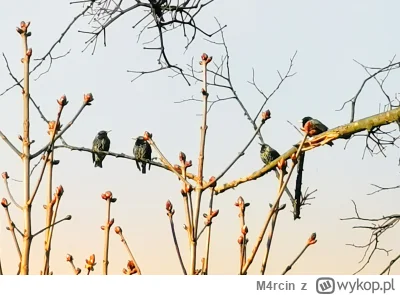 M4rcin - #ptaki #las #ornitologia co to za ptaki? Codziennie rano się spiewaja