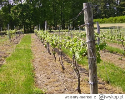 walenty-merkel - @wielowitamin: Sady i winnice po randapowaniu wyglądają tak (rounup ...
