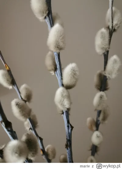 mariv - Hejka, co to za biały osad na gałązkach bazi? Nie stoją w wodzie.



#rosliny...