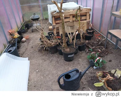 Niewiemja - Aktualizacja ( ͡° ͜ʖ ͡°) Szklarnia troche zawalona #domowasuszarnia #ogro...