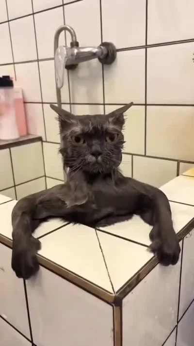 jestemtakizmeczony - wideo: kotki w kąpieli
https://streamable.com/loce01