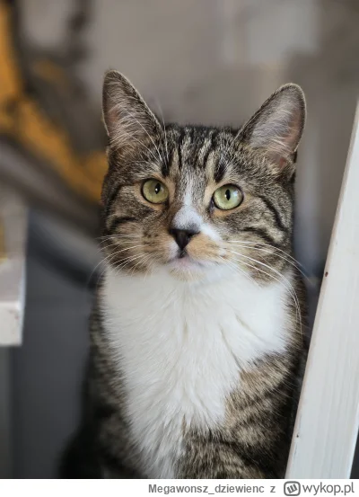 Megawonsz_dziewienc - Czy takie #kitku #pokazkota #kot daje dla wykopka pozytywne emo...