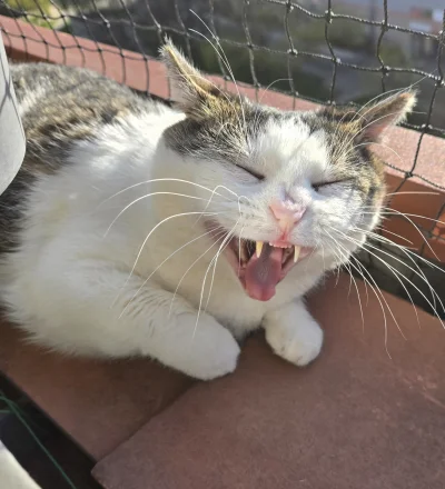 Solsith - #pokazkota #spaslak trzeba było mnie nie budzić ( ಠ_ಠ)