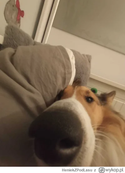 HeniekZPodLasu - @Drom: A... masz.