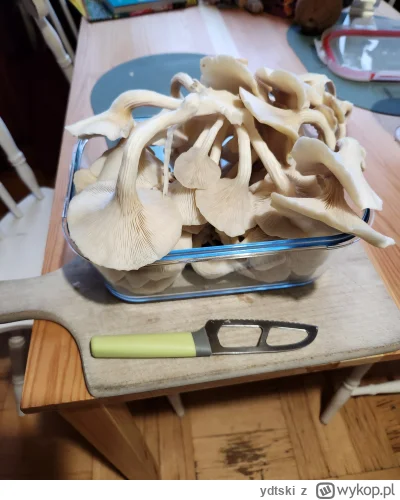 ydtski - @ydtski: ale będę żarł #grzyby #heheszki #chwalesie