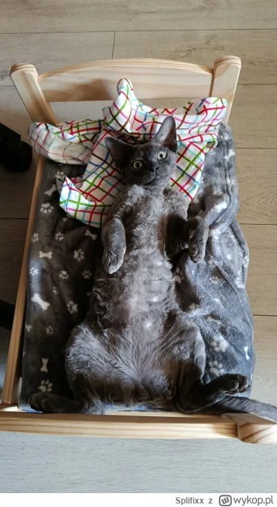 Splifixx - Chciałbym mieć tak w------e #koty #pokazkota