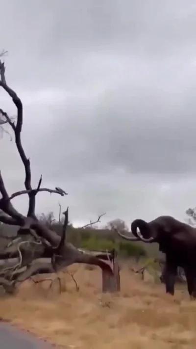 Uuroboros - AAAAAAA słoń bandyta się wściek