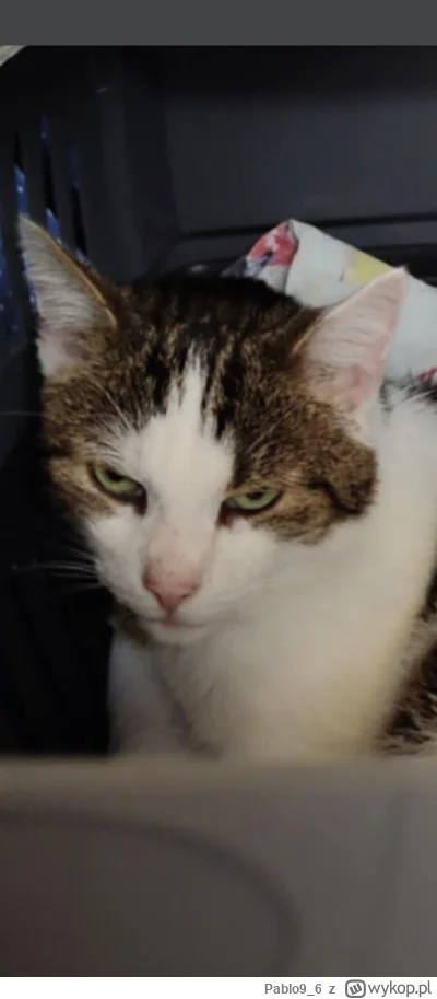 Pablo9_6 - @BasTajpan: chrupek ma chyba zaginionego brata bliźniaka (｡◕‿‿◕｡)