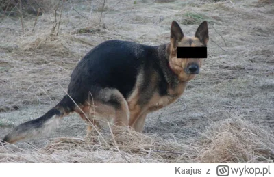 Kaajus - @jobaki: myślałem że wszystkie psy srają wyłącznie w ten sposób( ͡° ͜ʖ ͡°)
