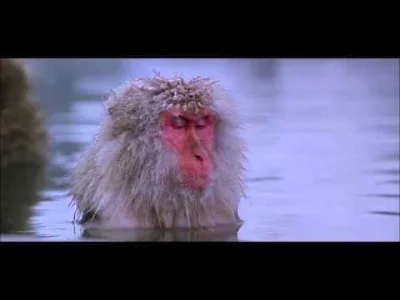 Quassar - https://www.youtube.com/watch?v=q86g1aop6a8
#muzykaelektroniczna #ambient