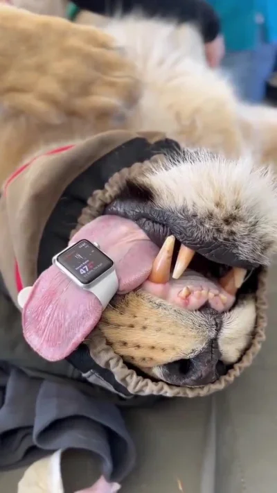 cheeseandonion - A wildlife veterinarian discovered that the Apple watch can measure ...