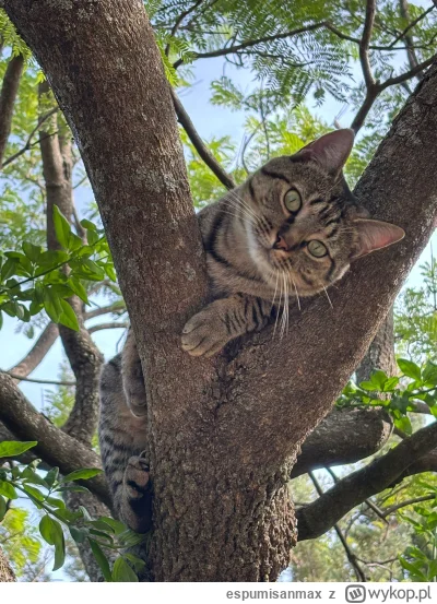 espumisanmax - Spaślak przybłęda nas przygarnął. Po prostu wbił do nas do chaty jak d...