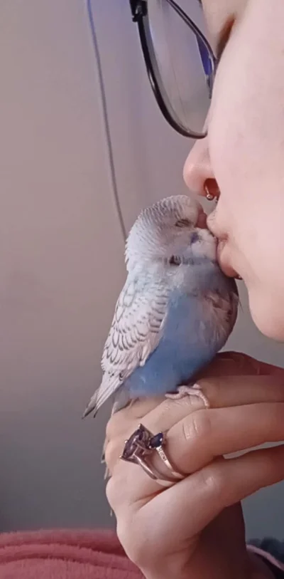 DarthRevan155 - #kononowicz #patostreamy

Papugowy dzień. Jak u różowej papugi pewneg...